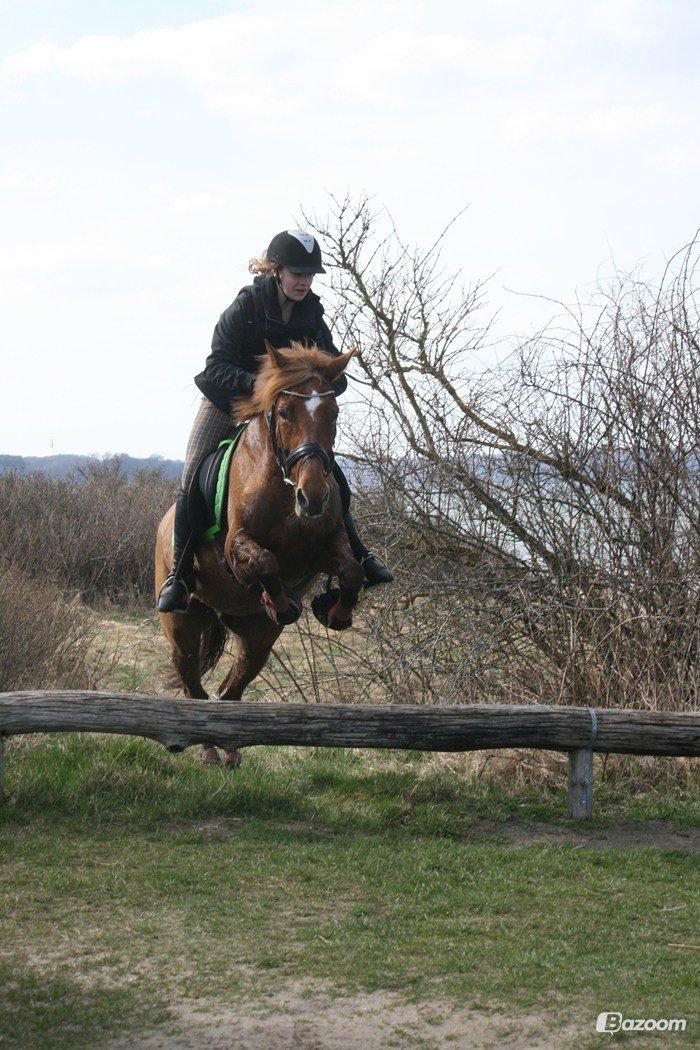 Welsh Partbred (Sec F) Paula - Skov tur og Strand tur 21 April  billede 20