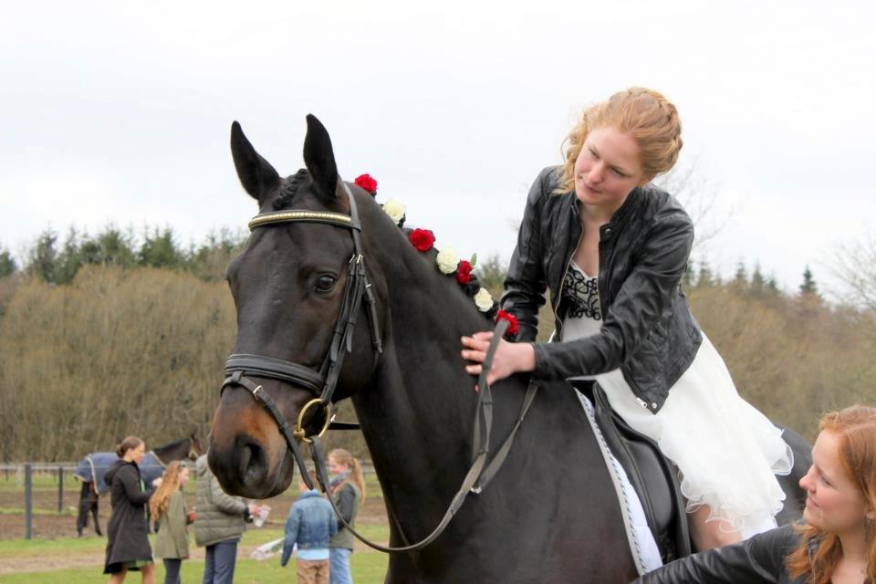 Trakehner Lancelot - Idas konfirmation 26/4 2013 billede 5