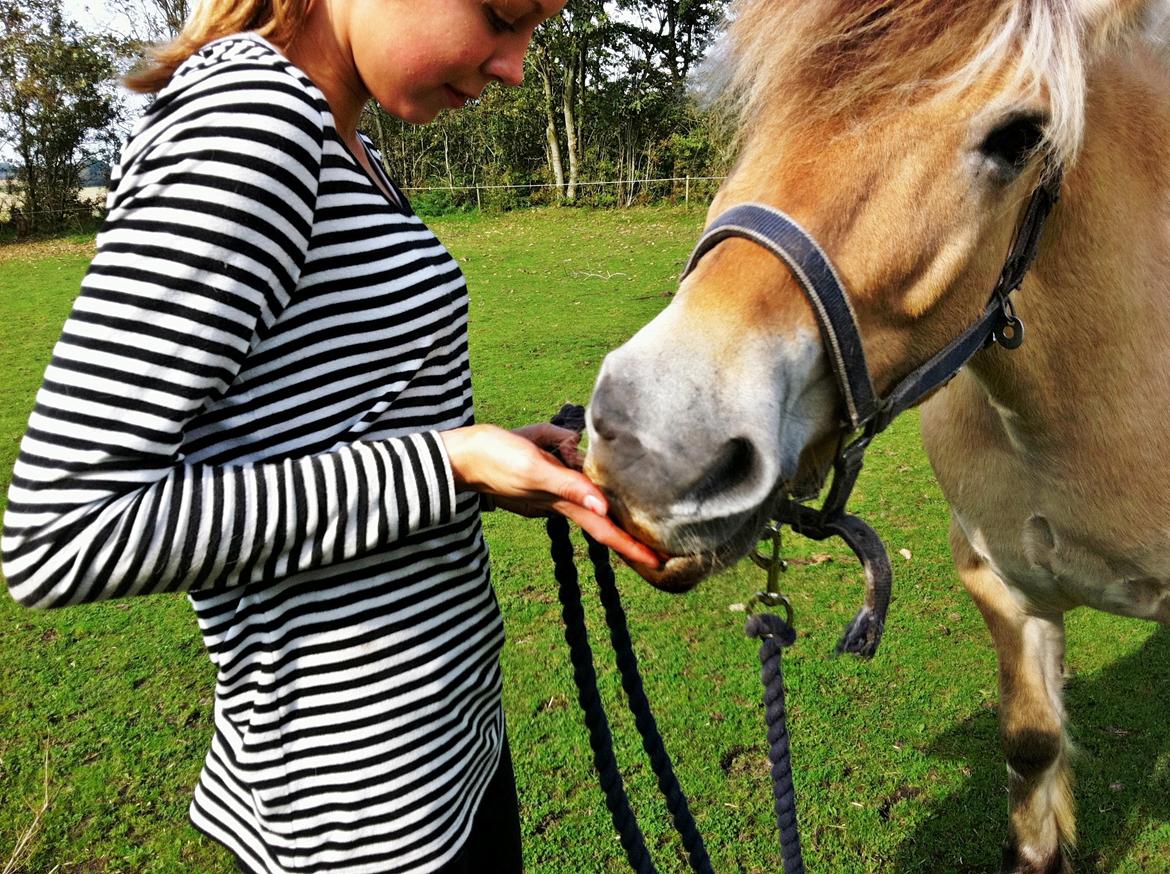 Fjordhest Mister billede 1