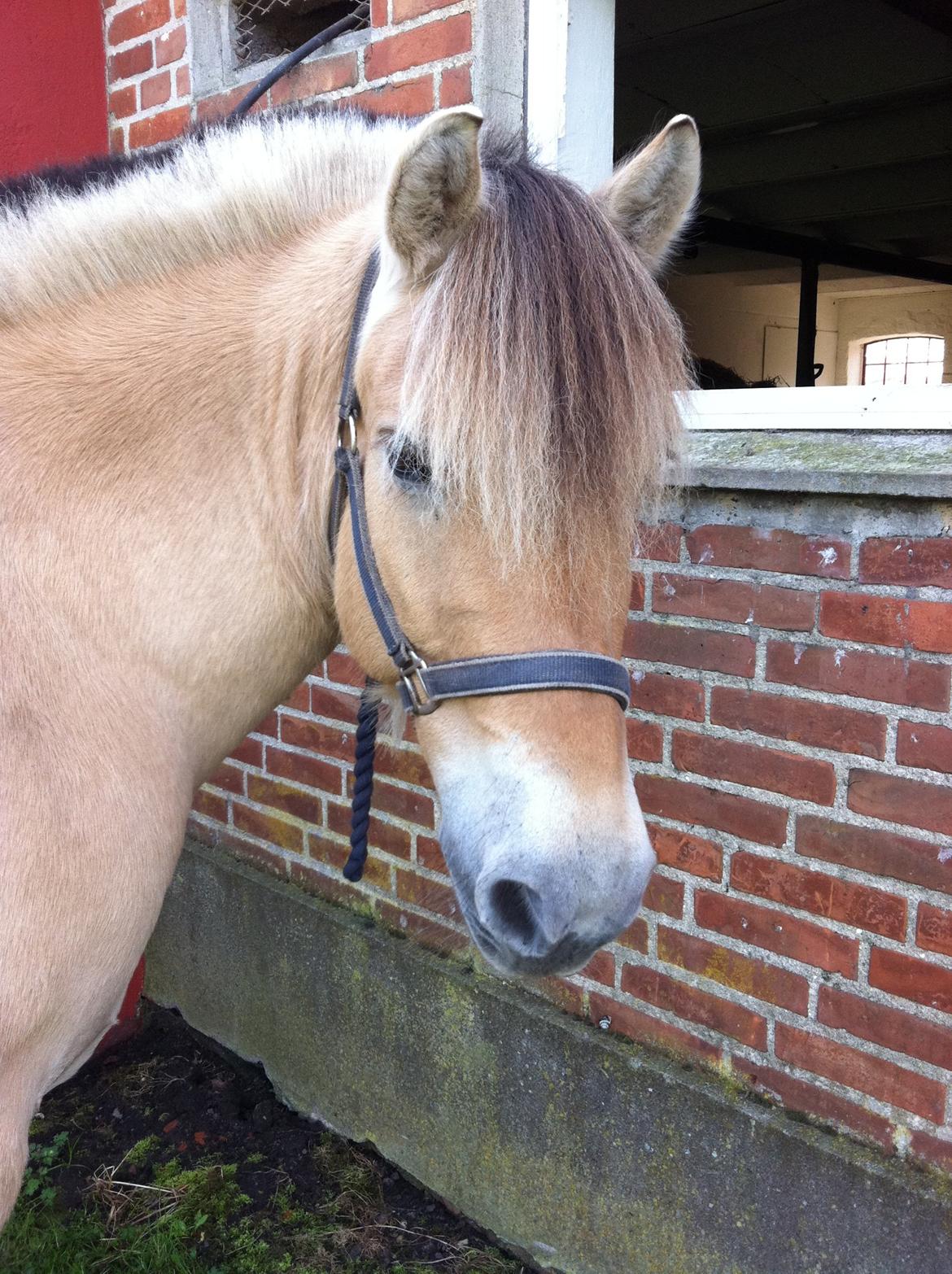 Fjordhest Mister billede 2