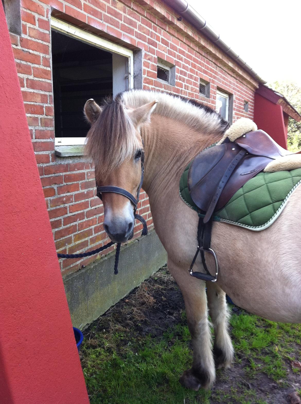 Fjordhest Mister billede 3
