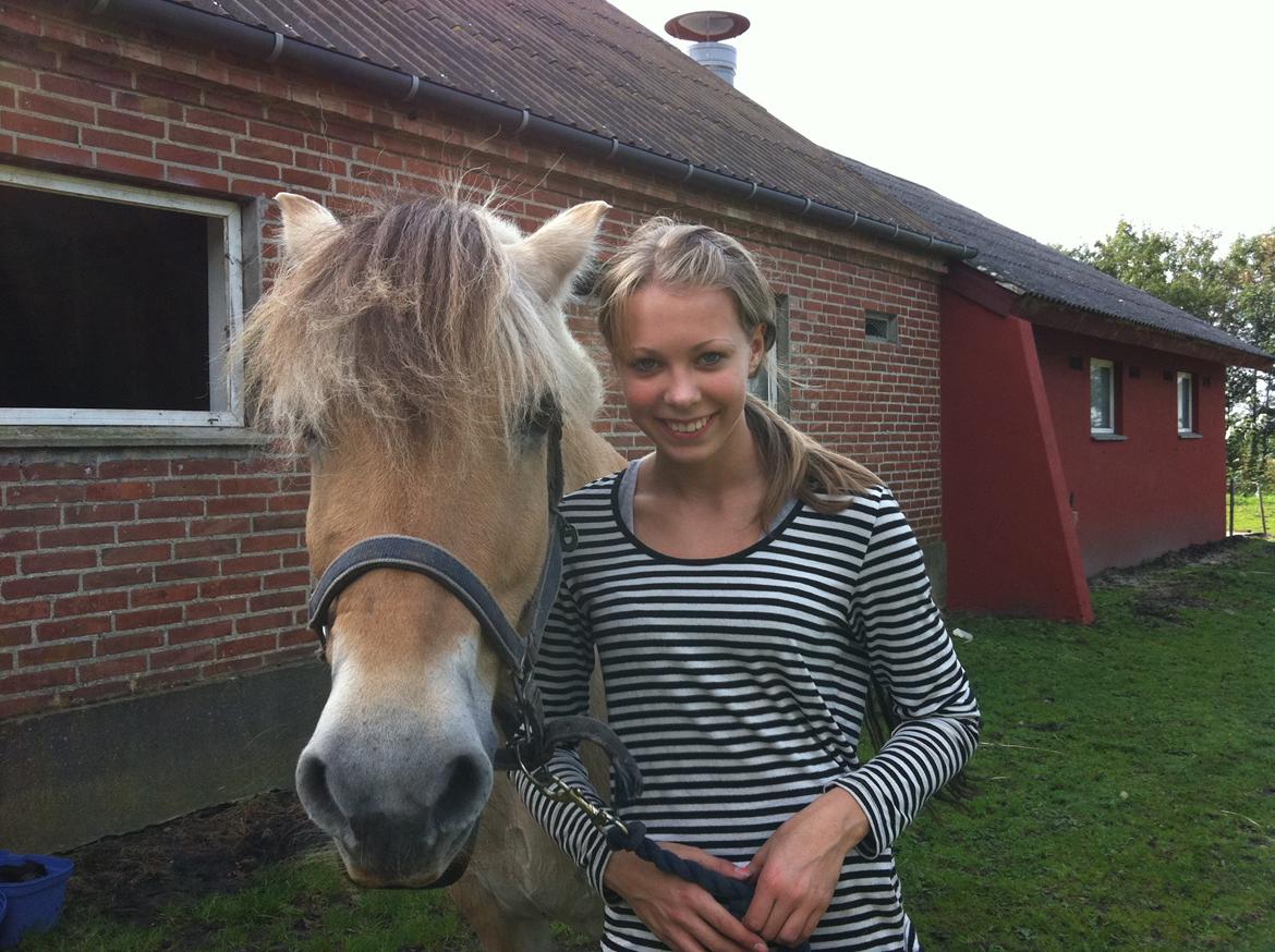 Fjordhest Mister billede 4