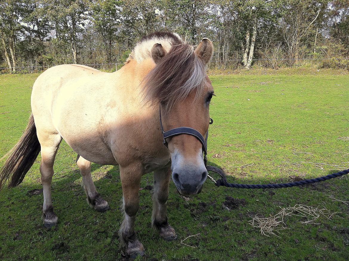 Fjordhest Mister billede 5