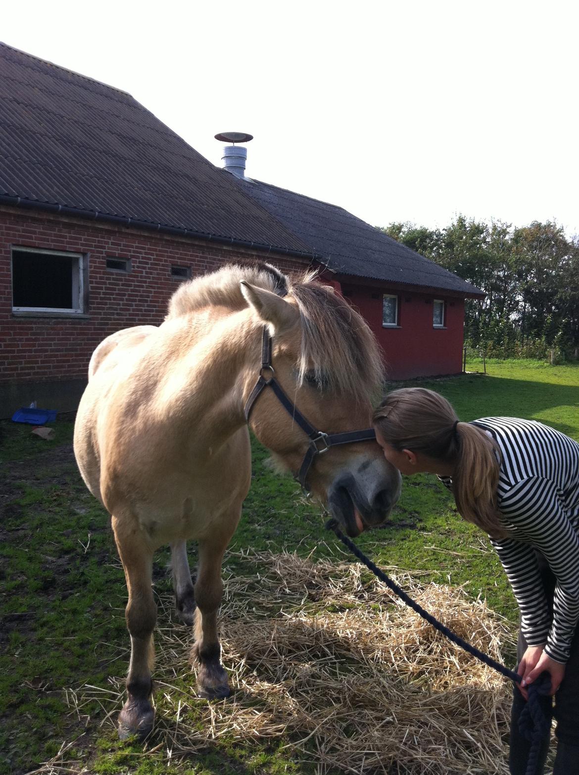 Fjordhest Mister billede 6