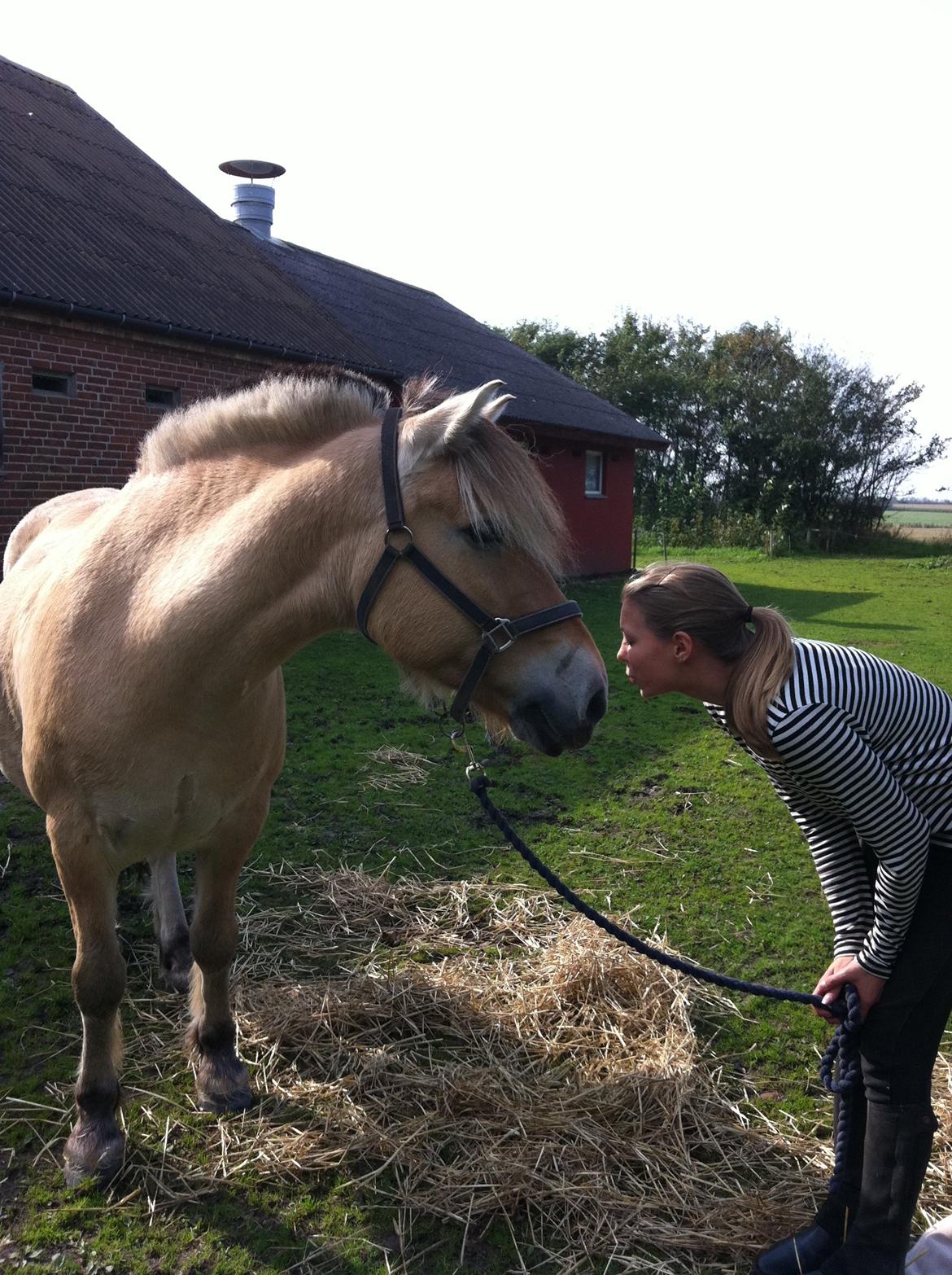 Fjordhest Mister billede 7