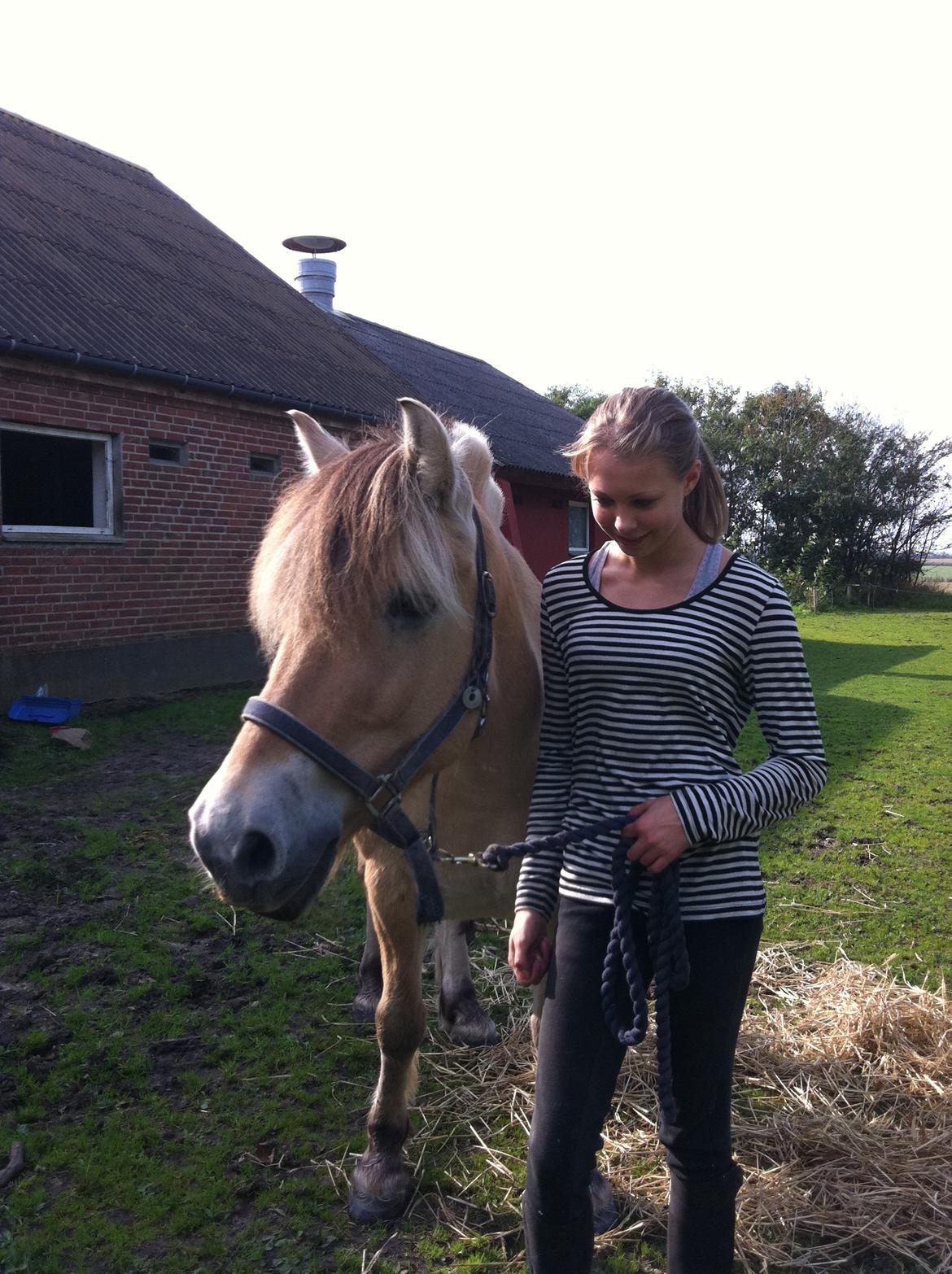 Fjordhest Mister billede 8
