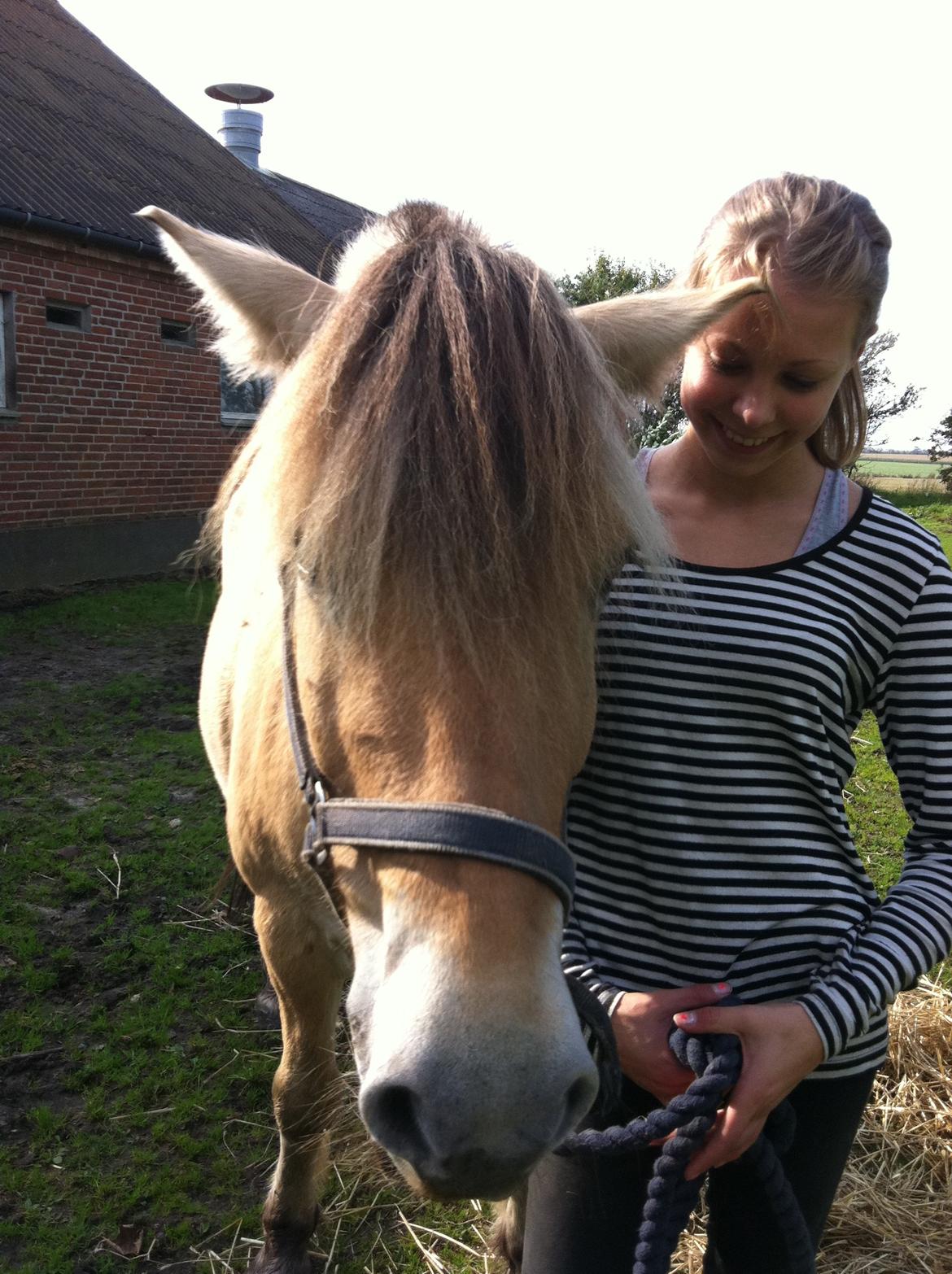 Fjordhest Mister billede 9