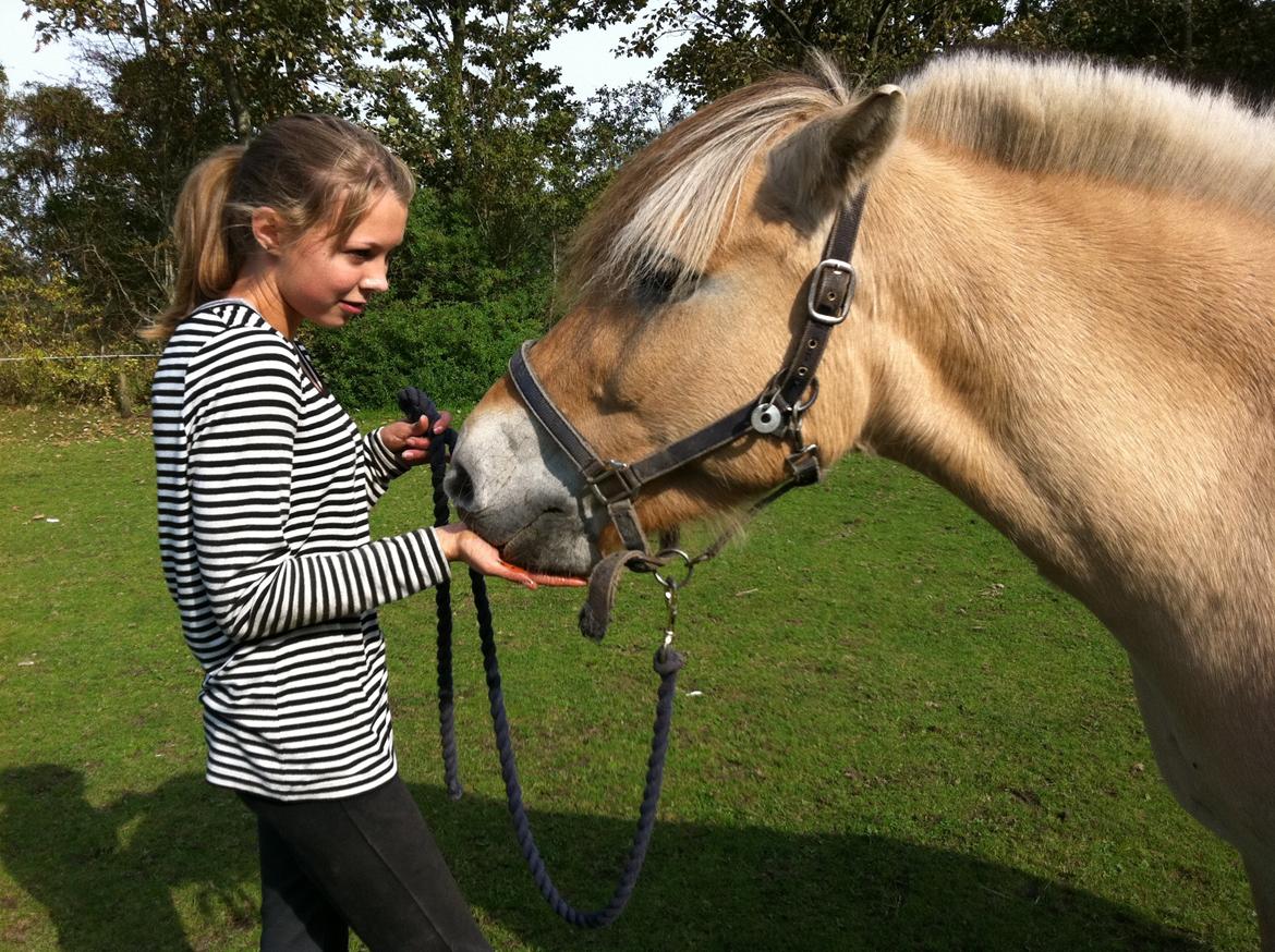 Fjordhest Mister billede 10