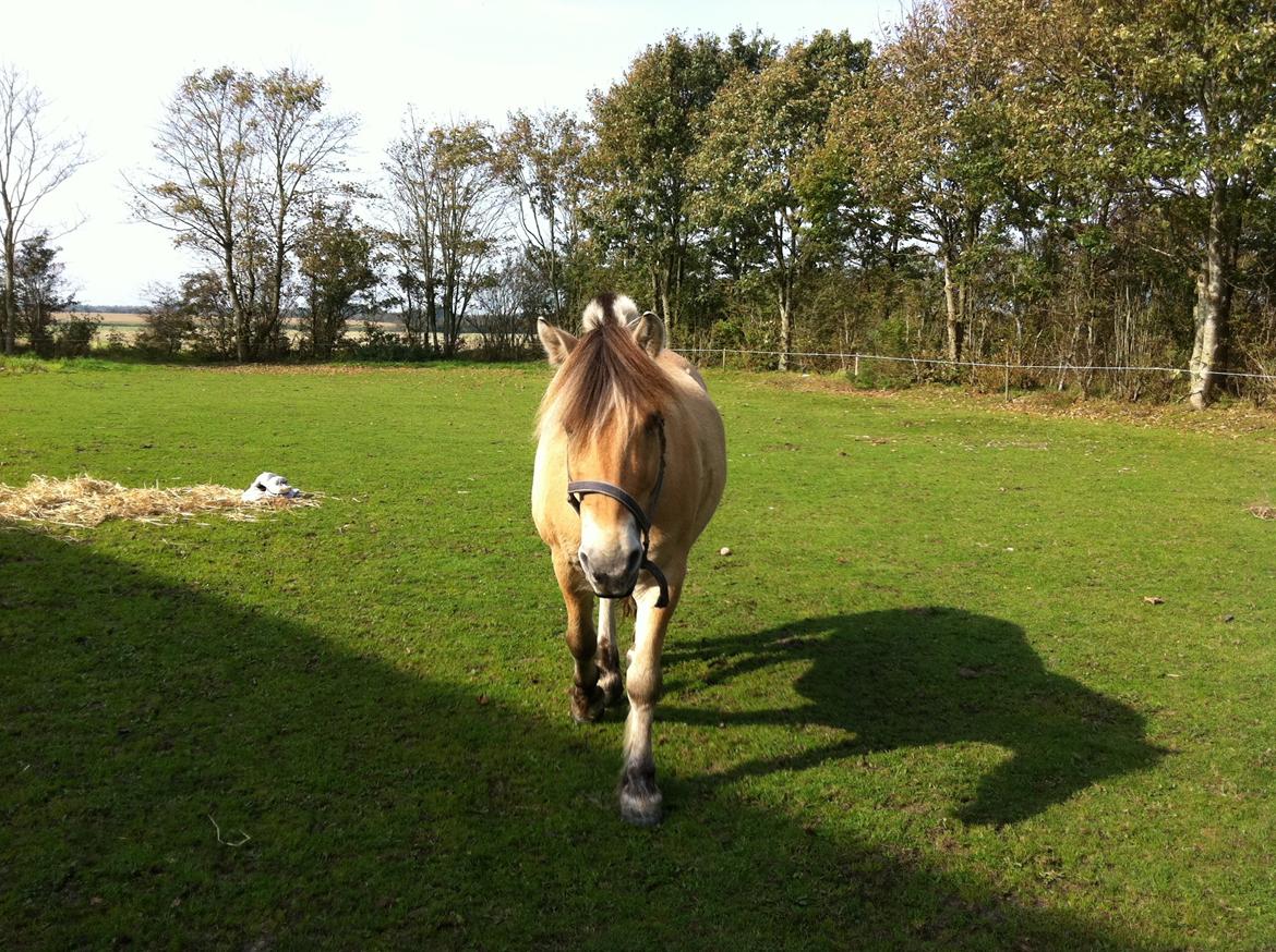 Fjordhest Mister billede 11