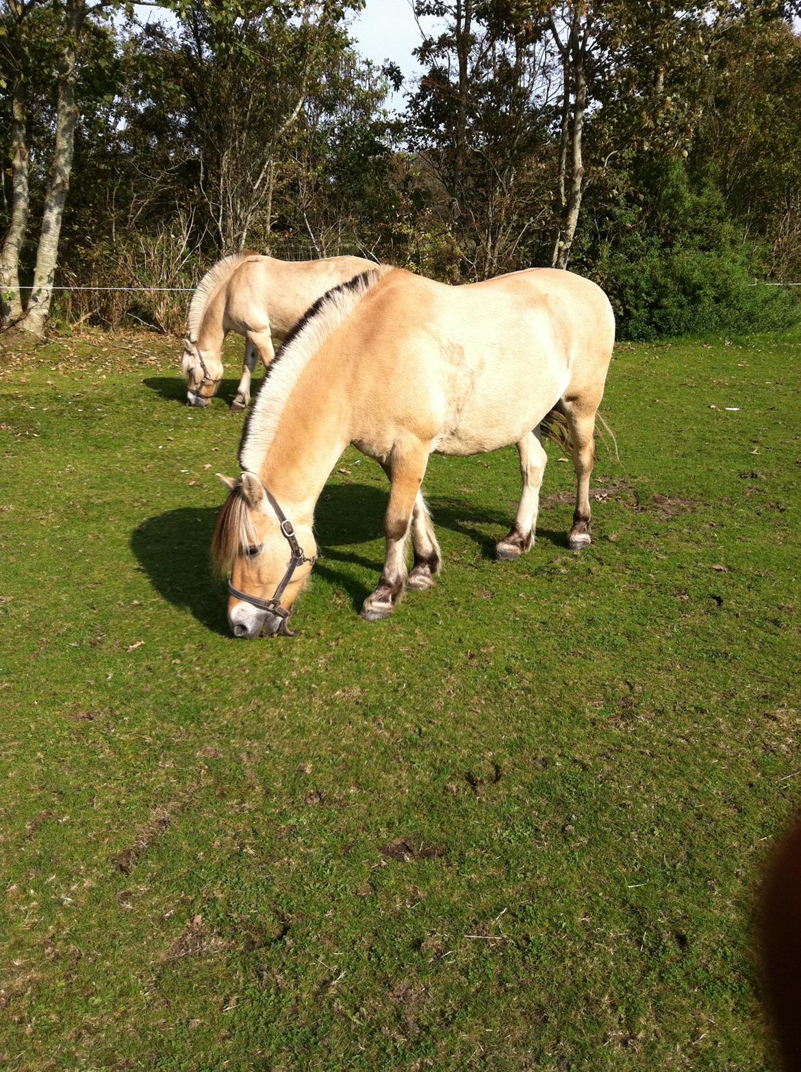 Fjordhest Mister billede 12