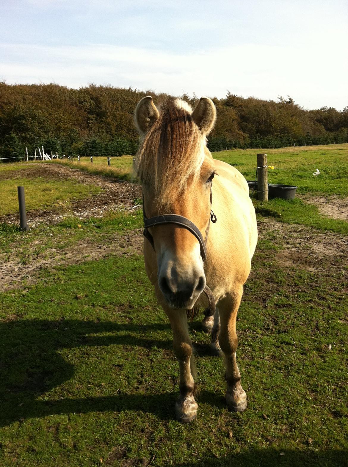 Fjordhest Mister billede 15