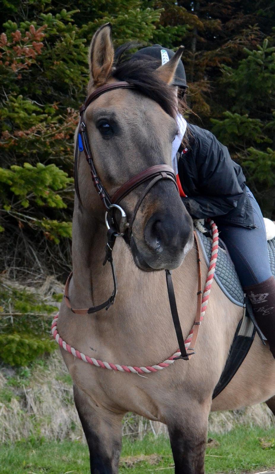 Anden særlig race RONALDO billede 8