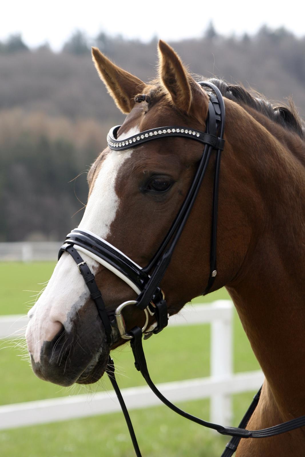 Hollandsk Sportspony Orchid's Marinja B-pony - MIN <3 billede 5