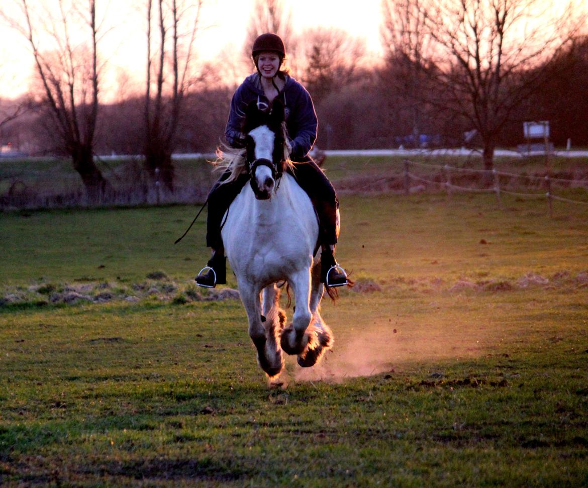 Irish Cob Django - Velkommen til Djangos profil <3 D. 28.4-2013 billede 1