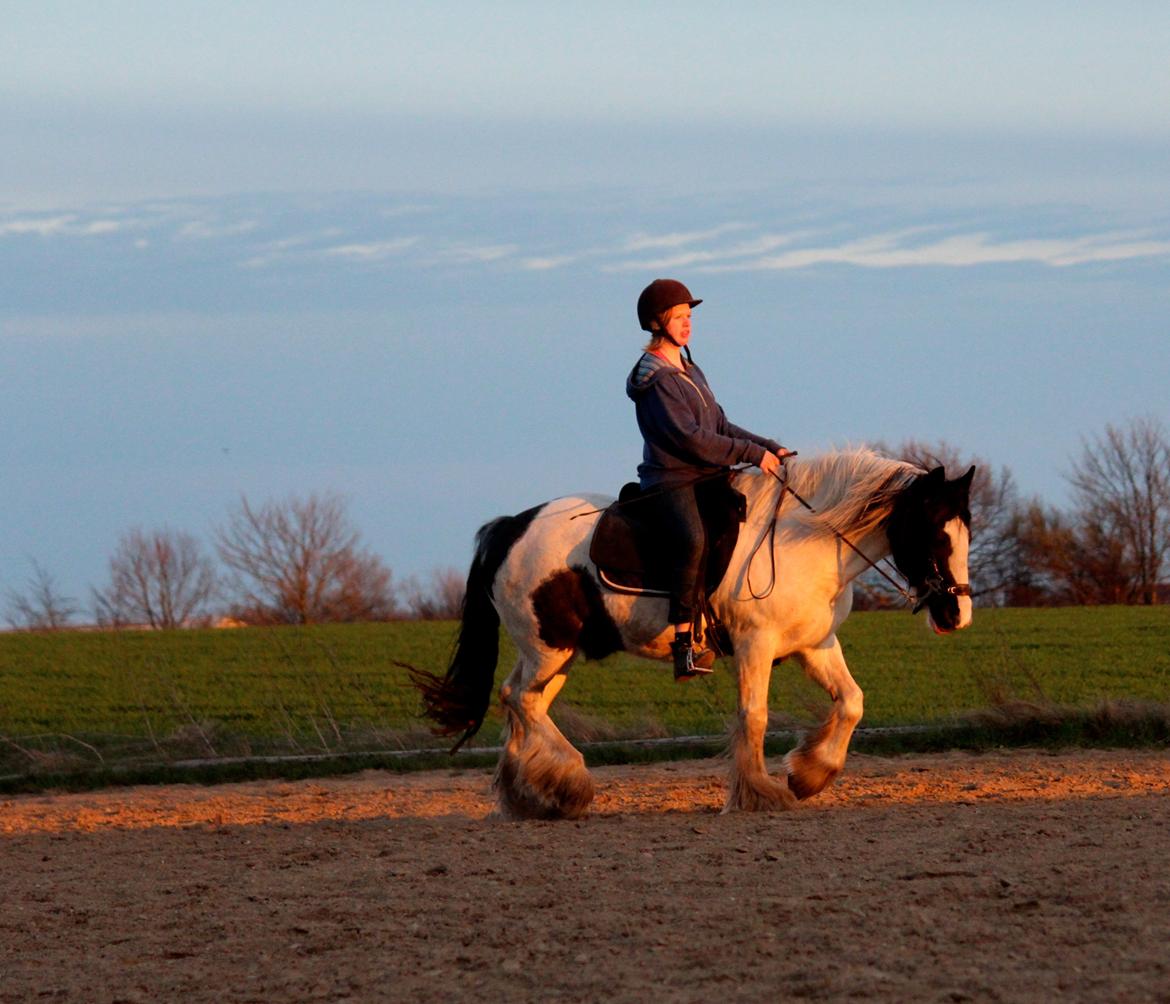 Irish Cob Django - Elsker dig basse, må intet ondt skade dig! billede 14