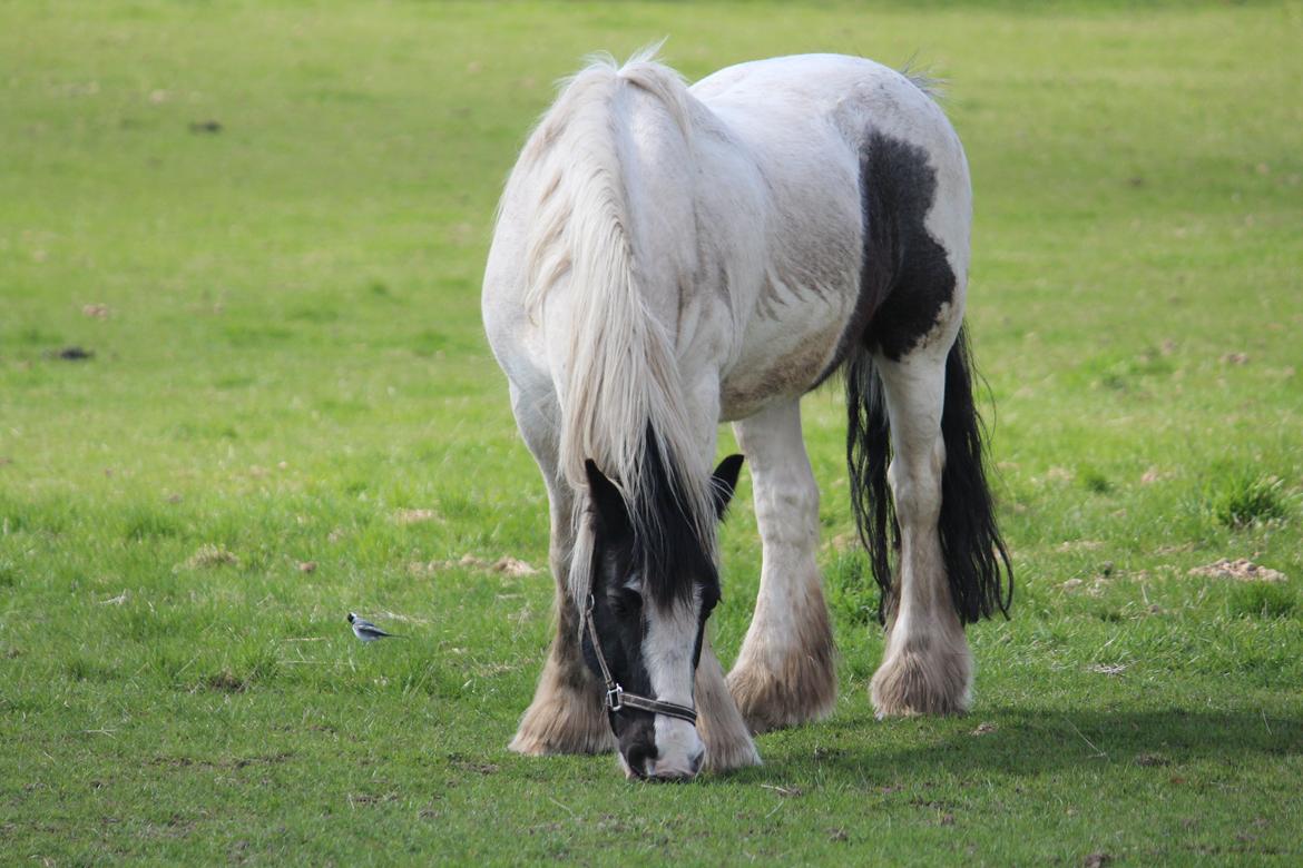 Irish Cob Django - En lille fugl og Django nyder sommer vejret på efterskolen. April 2013 billede 18