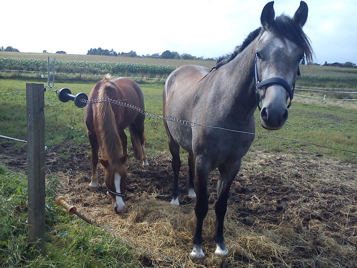 Welsh Pony (sec B) Kirkelodgaard's Milan billede 7