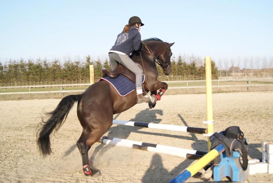 Oldenborg Sigersholmgårds Firano - sikke min lille hest kan springe se lige hans bagben. :D så er det kun mig der mangler. :b april 2013 billede 20