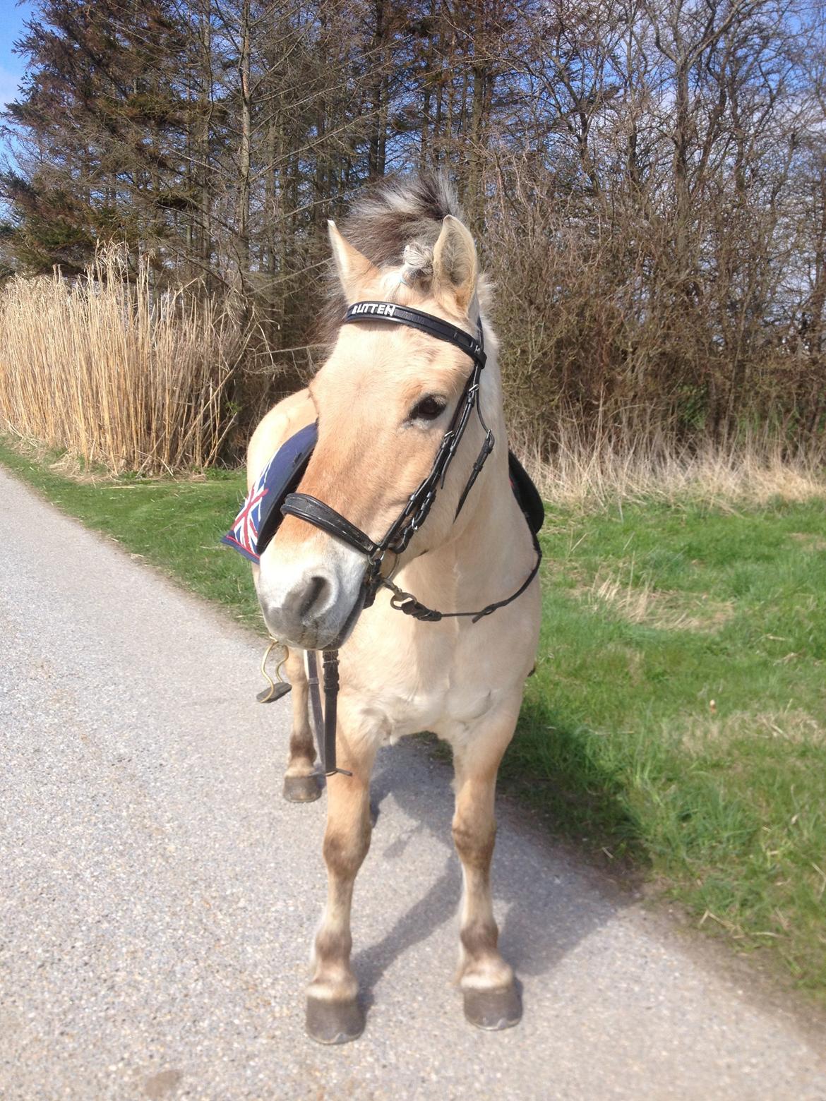 Fjordhest Blitten Mose <3 - Velkommen til Blittens profil! :) Smid meget gerne en bedømmelse og kommentar!  Blitten med nyt pandebånd og med rosenknup!  Smuuuuuukke hyp! <3 billede 1