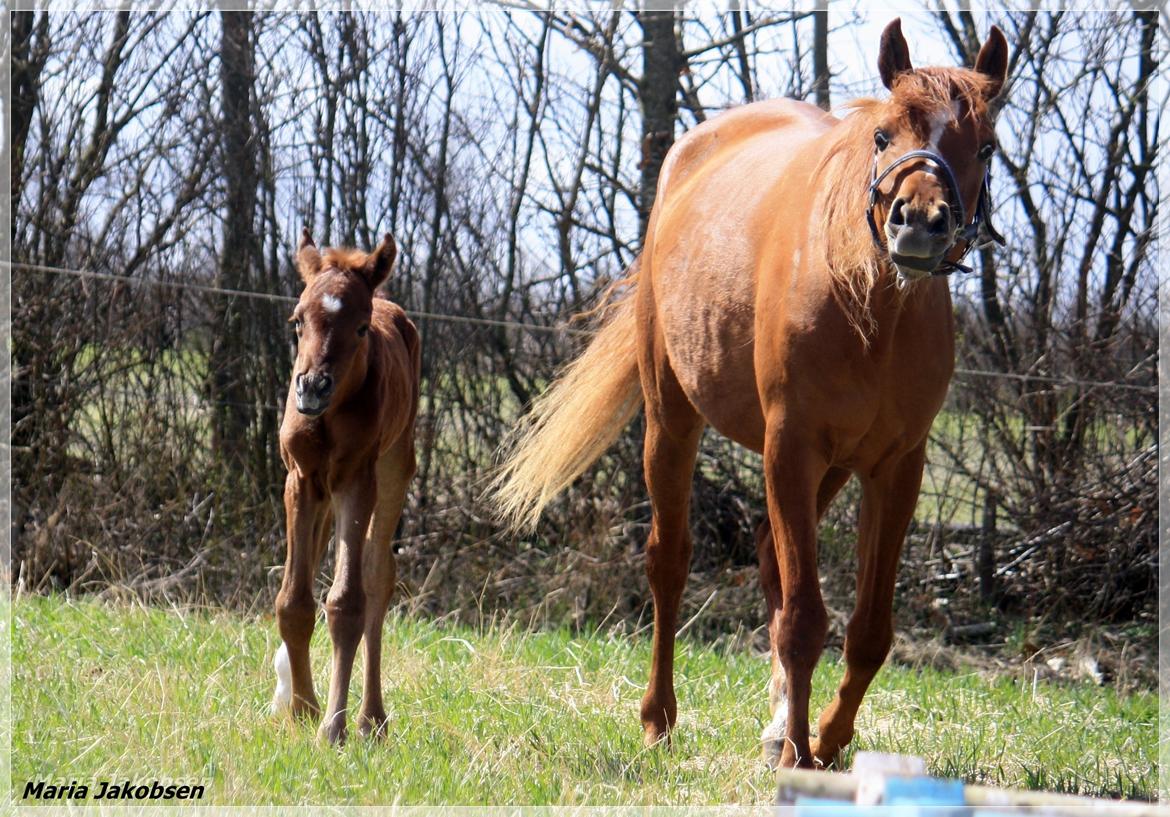 Arabisk fuldblod (OX) Taleb Zameel Ibn Finally SOLGT ! billede 6
