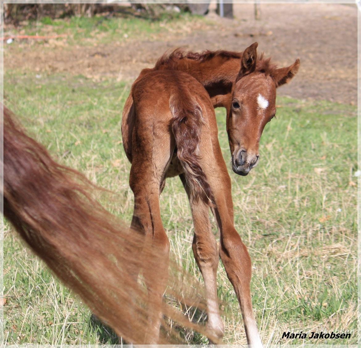 Arabisk fuldblod (OX) Taleb Zameel Ibn Finally SOLGT ! billede 7