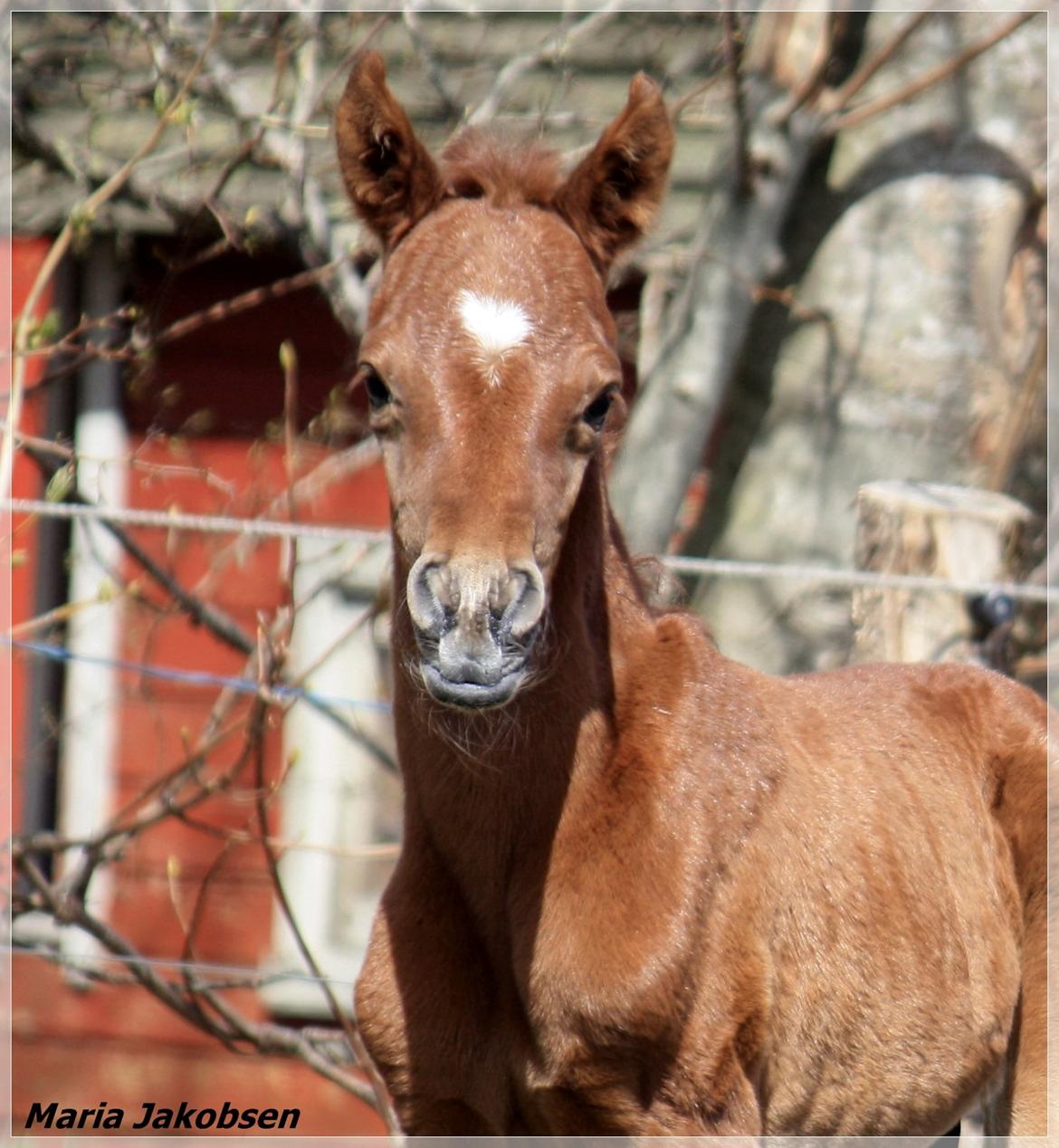 Arabisk fuldblod (OX) Taleb Zameel Ibn Finally SOLGT ! billede 8