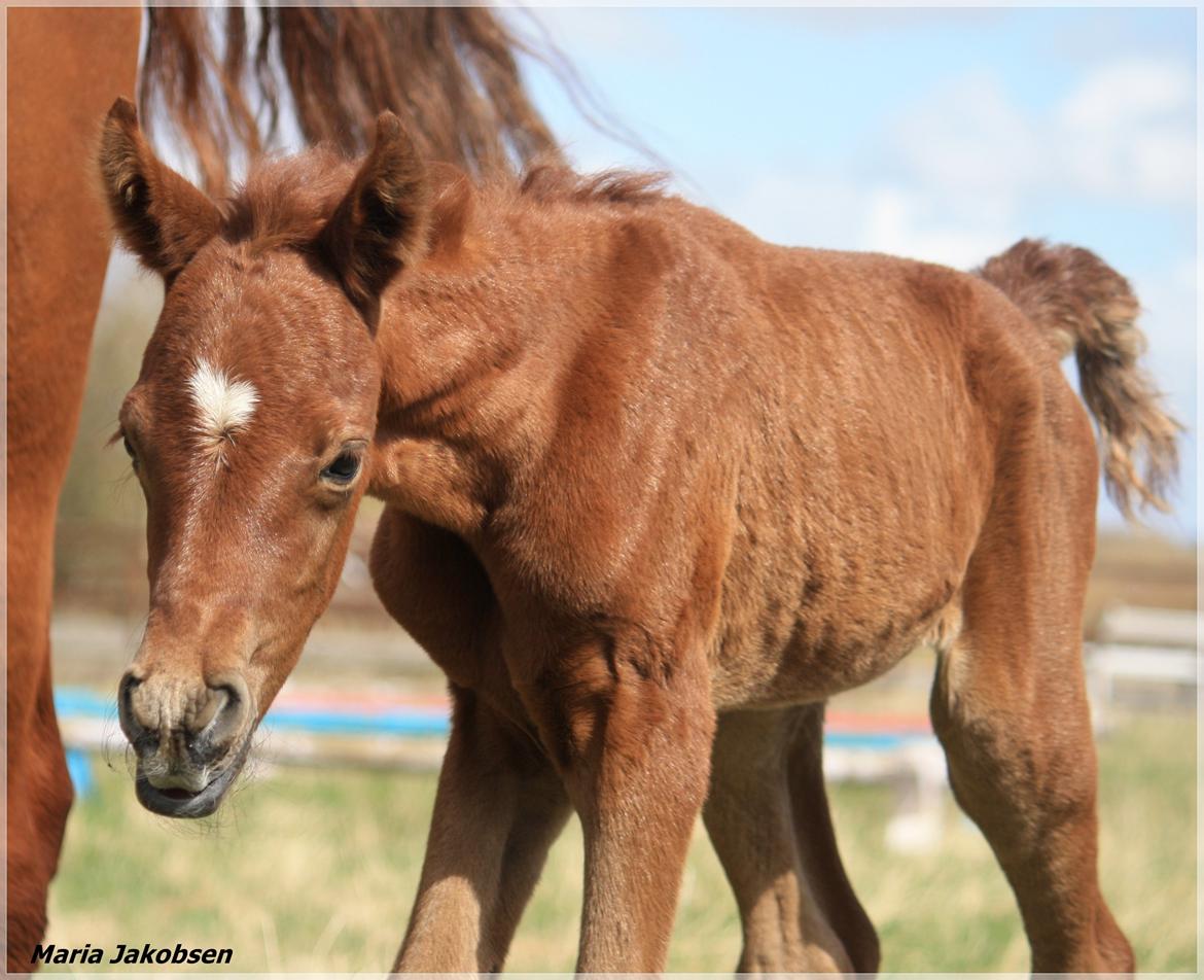 Arabisk fuldblod (OX) Taleb Zameel Ibn Finally SOLGT ! billede 10