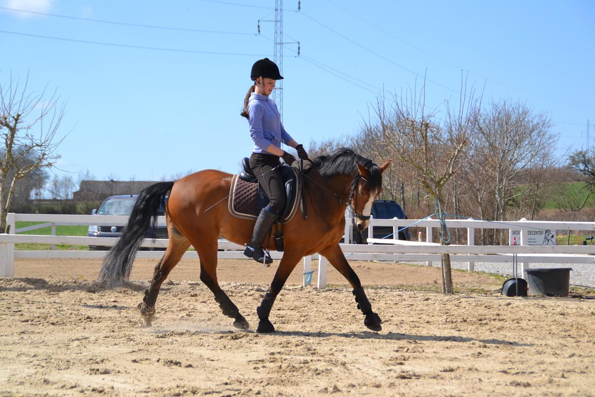 DSP Skovly's Mendoza-Brown ¤Prinsessen¤ - April 2013, Mesterfotograf: Mor billede 17