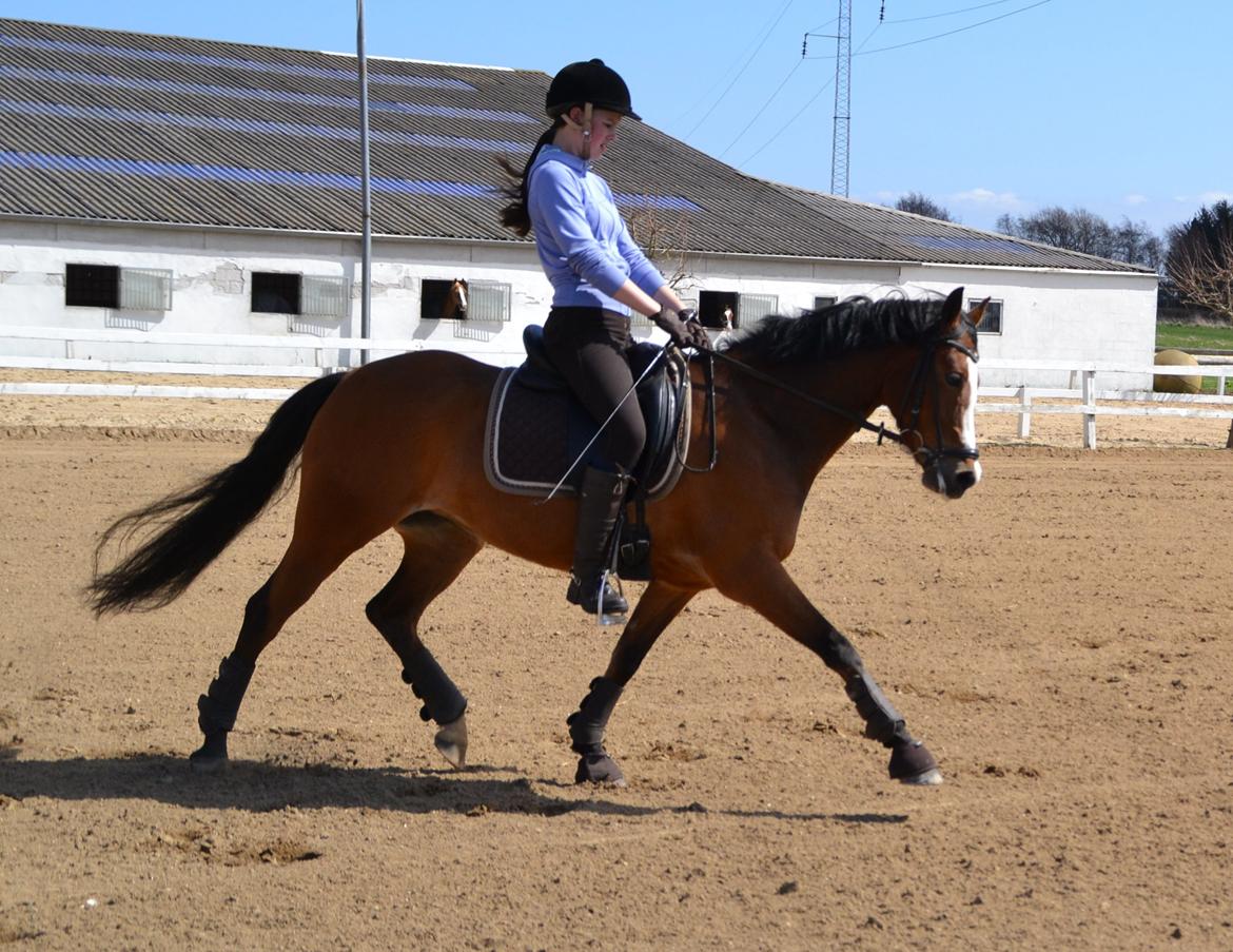 DSP Skovly's Mendoza-Brown ¤Prinsessen¤ - Prinsesse! <3 Mesterfotograf: Mor billede 3