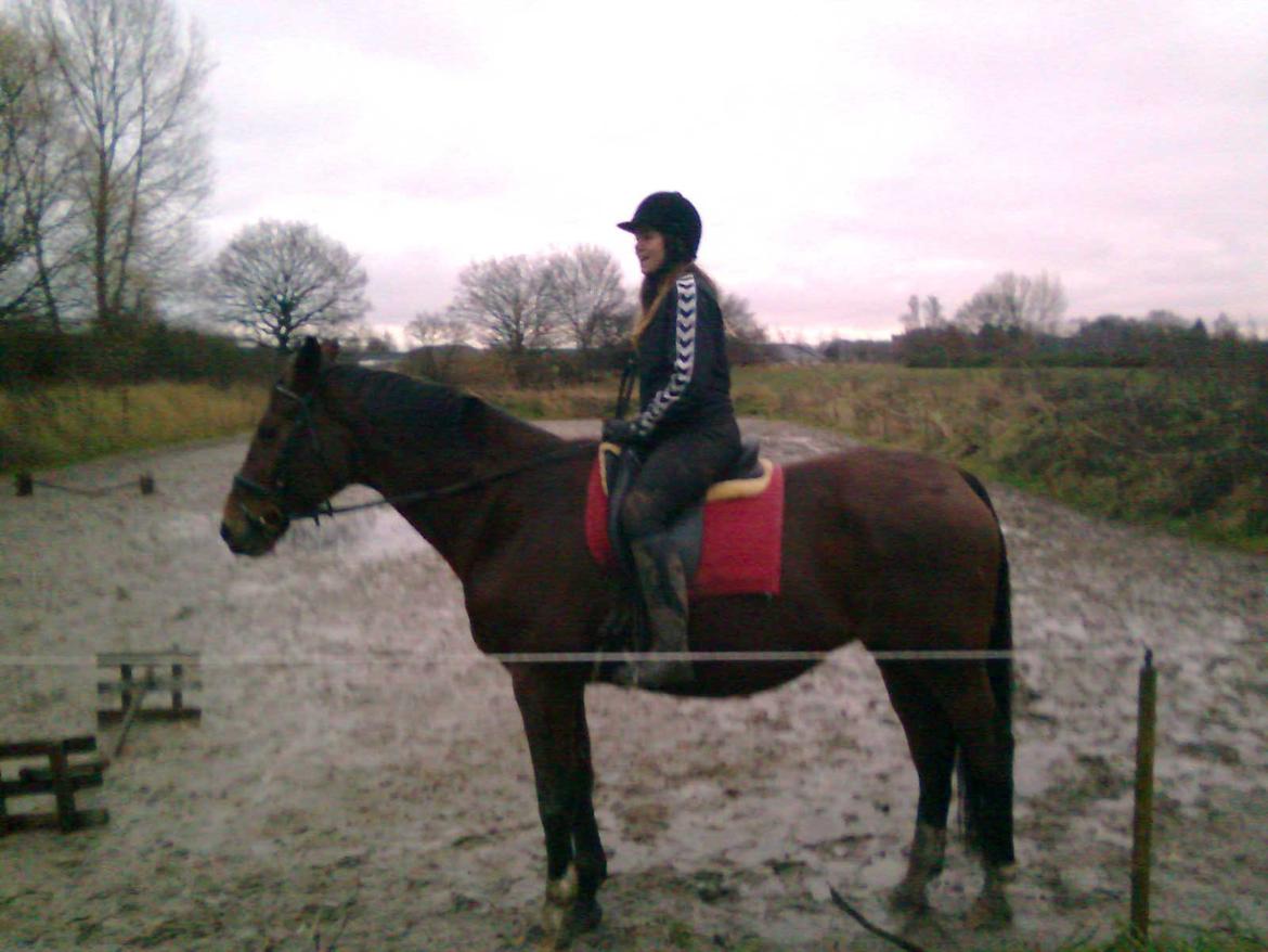 Dansk Varmblod Bellini billede 19