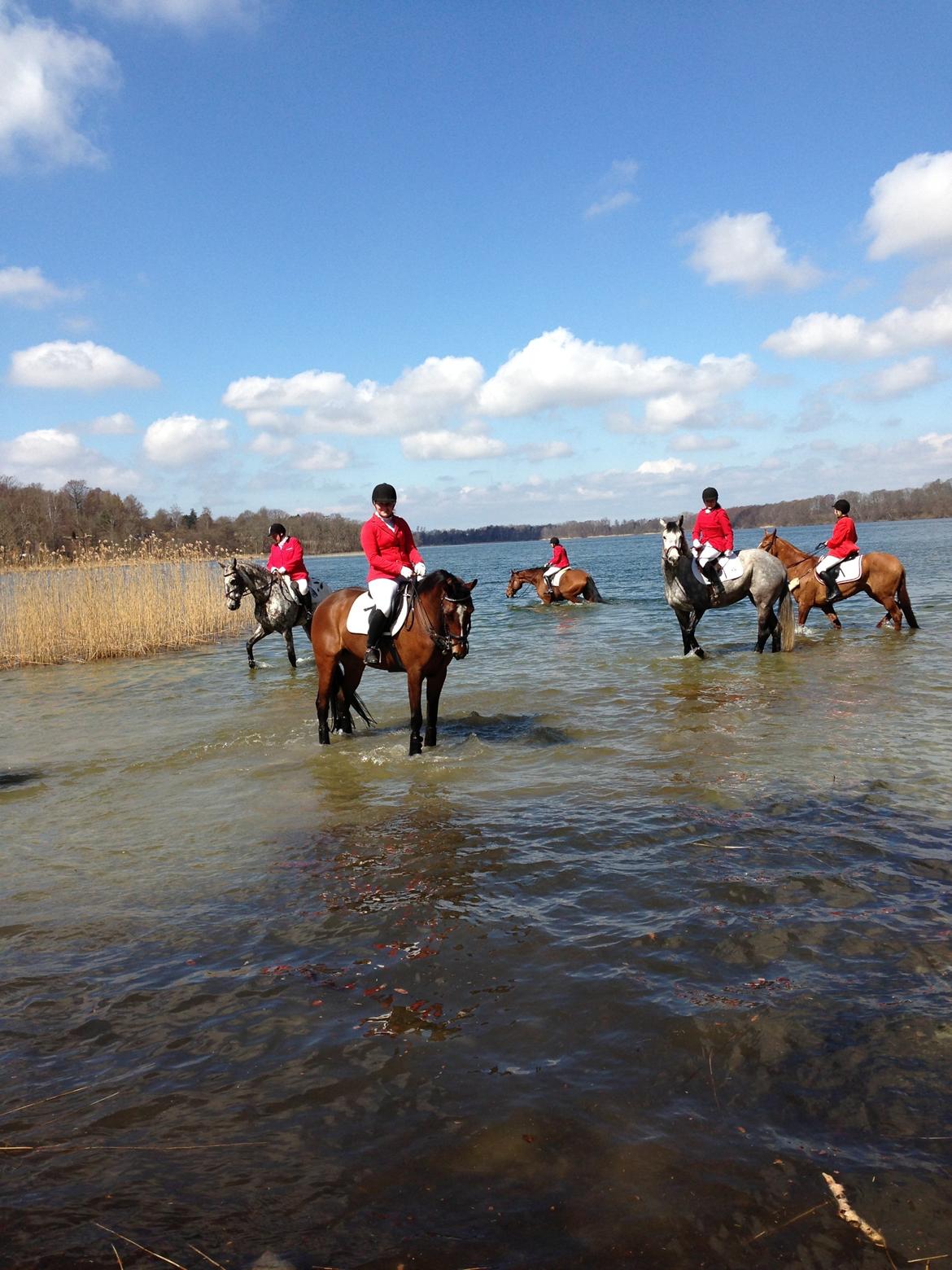 Anden særlig race Lady <3 [MIN SKØNHED] - En lille tur i vandet, efter en super fed jagt ved Buresø ! billede 3