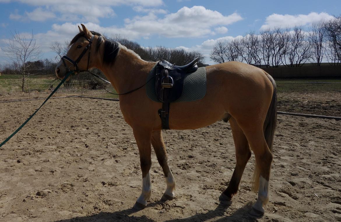 Anden særlig race Golden Zafra billede 3
