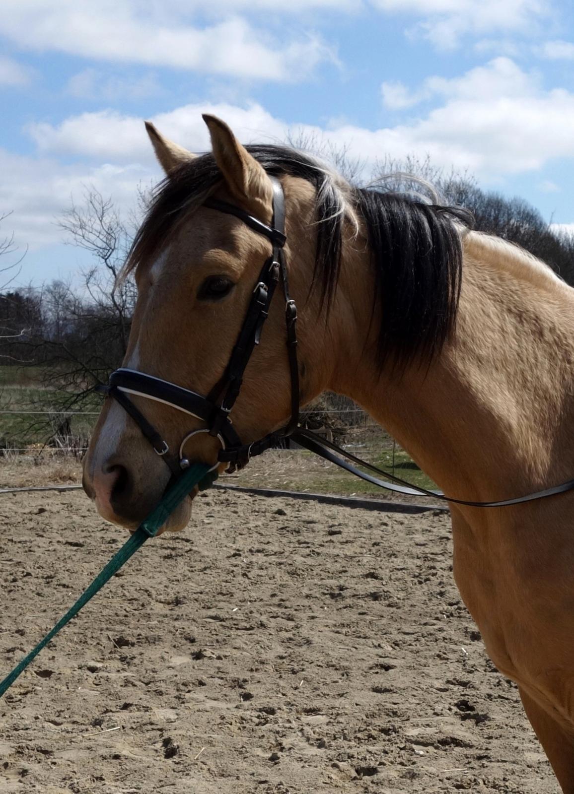 Anden særlig race Golden Zafra billede 4