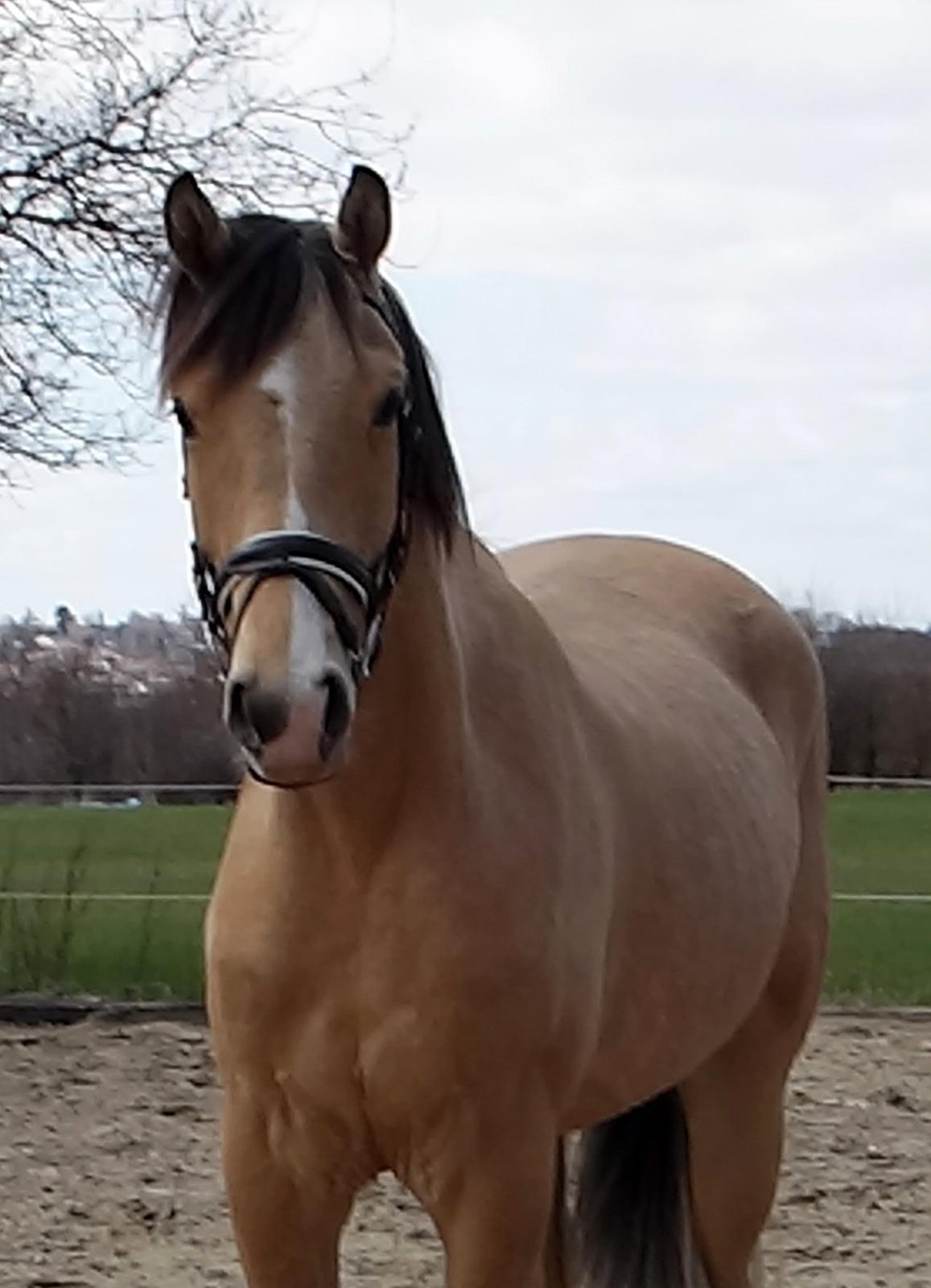 Anden særlig race Golden Zafra billede 1