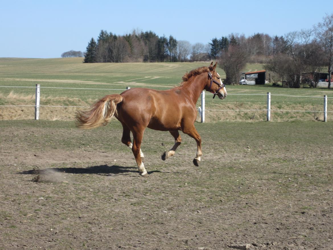 Frederiksborg Burgdorff Gucci <3 <3 billede 17
