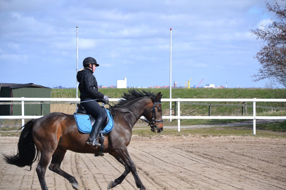 Oldenborg Brunør II - Gallop! :-) billede 7