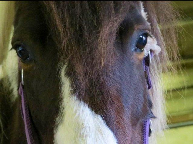 Pinto Svalegårdens Amalie - Hej søde!;) billede 3