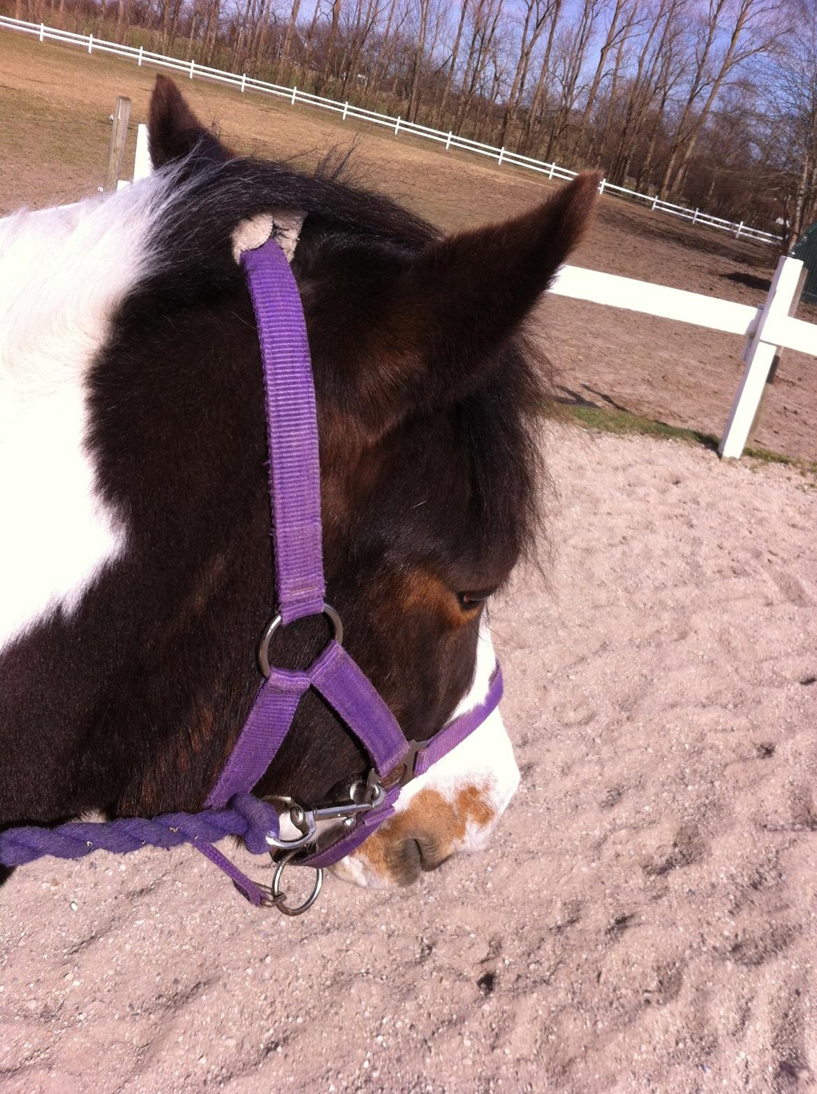Pinto Svalegårdens Amalie - 1. gang vi kun red med grime og træktov:) billede 5