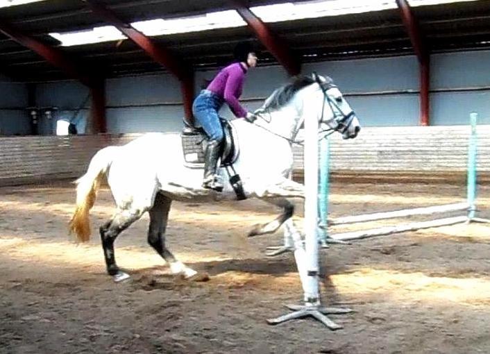 Holstener Zizi-Fidence by West RDS - Vores første springtræning sammen billede 16