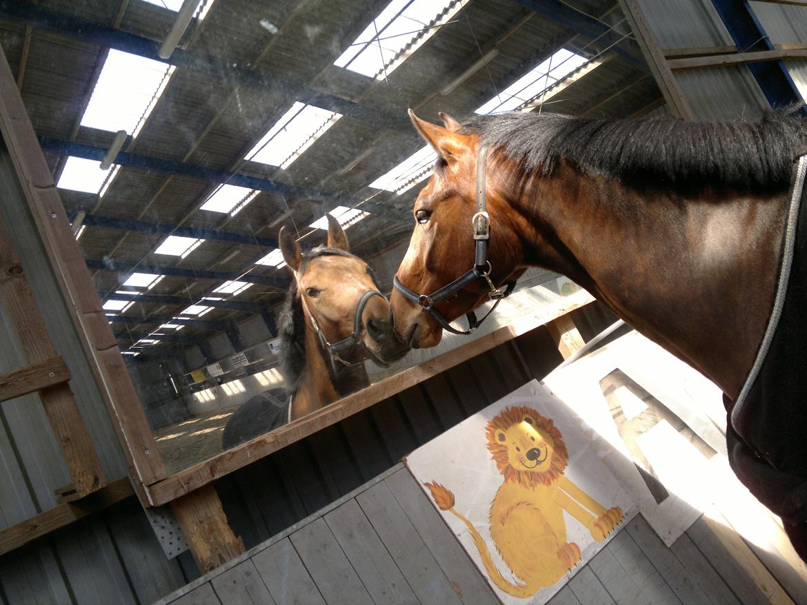 Anden særlig race Sibiriens Chestar - Første møde med et spejl billede 3