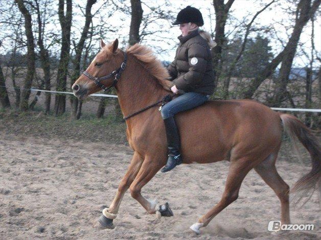 DSP Larsmindes Filanté - Galop kun med tov om halsen, den pony er fantastisk <3 billede 19