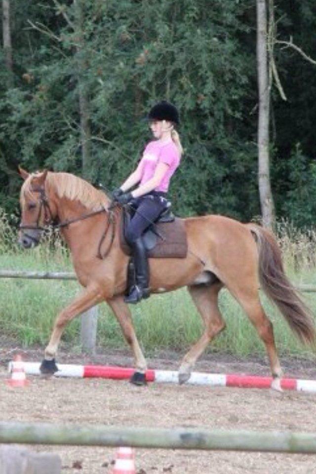 DSP Larsmindes Filanté - Landstræner kursus sommer 2012. billede 20