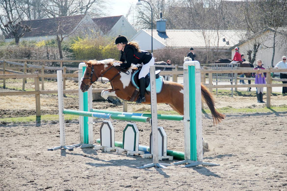 Hollandsk Sportspony Nicky (nixon) - 28/4-13 billede 19