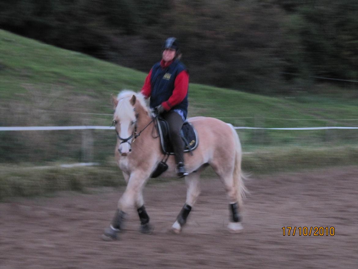 Tyroler Haflinger Asser † 30/5-11 † - Asser der får undervisning :) billede 14