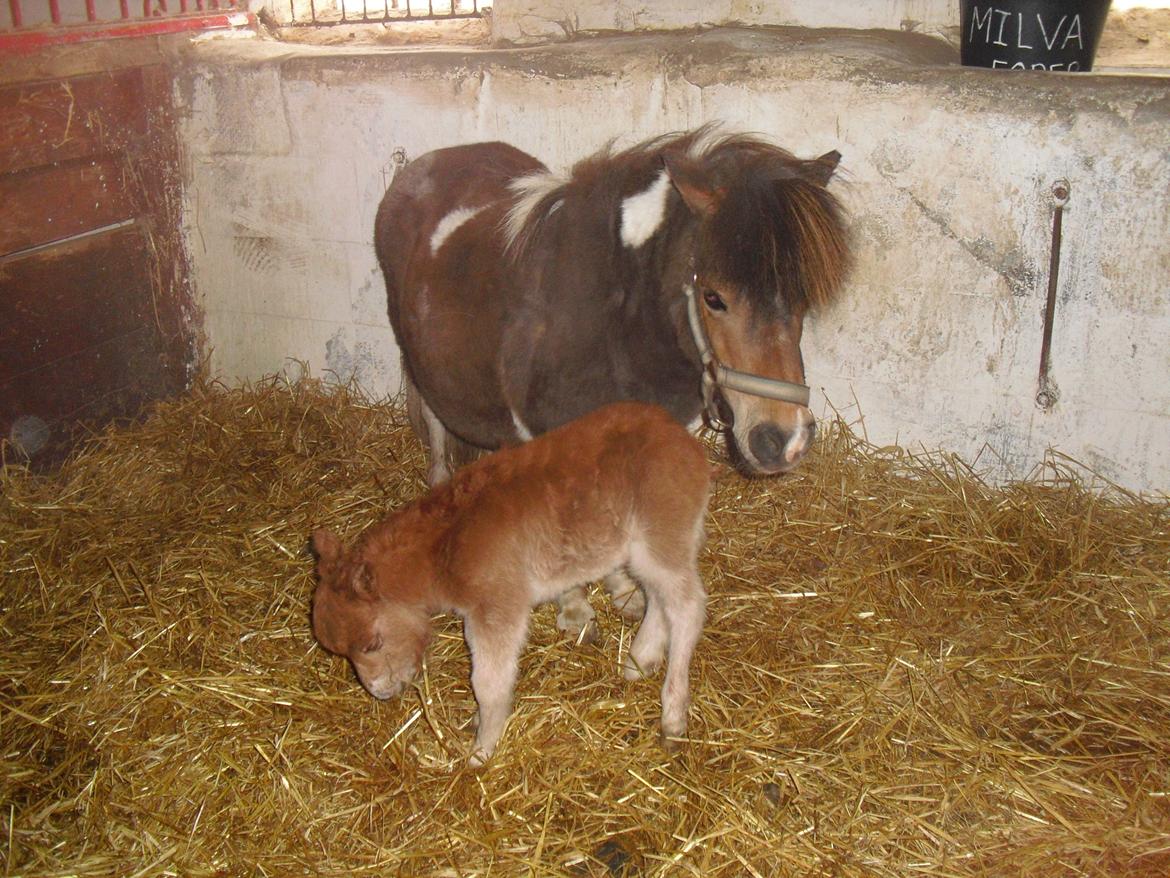 Hollandsk Miniature Eagel - Føllet hedder :
Kom-Foxy Lady of Eagle billede 13