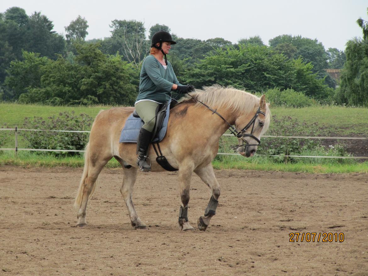 Tyroler Haflinger Asser † 30/5-11 † billede 15