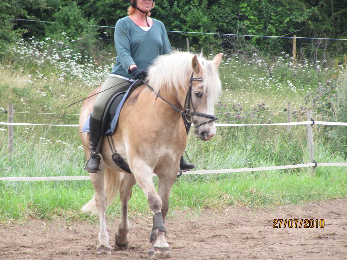 Tyroler Haflinger Asser † 30/5-11 † billede 16