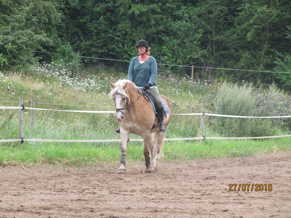 Tyroler Haflinger Asser † 30/5-11 † billede 18