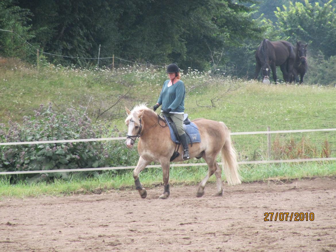 Tyroler Haflinger Asser † 30/5-11 † billede 19