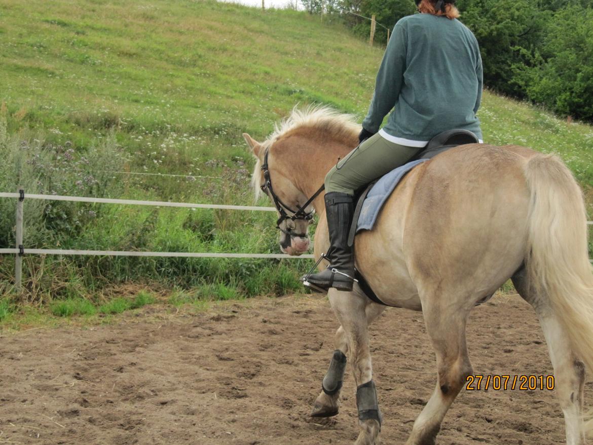 Tyroler Haflinger Asser † 30/5-11 † billede 20